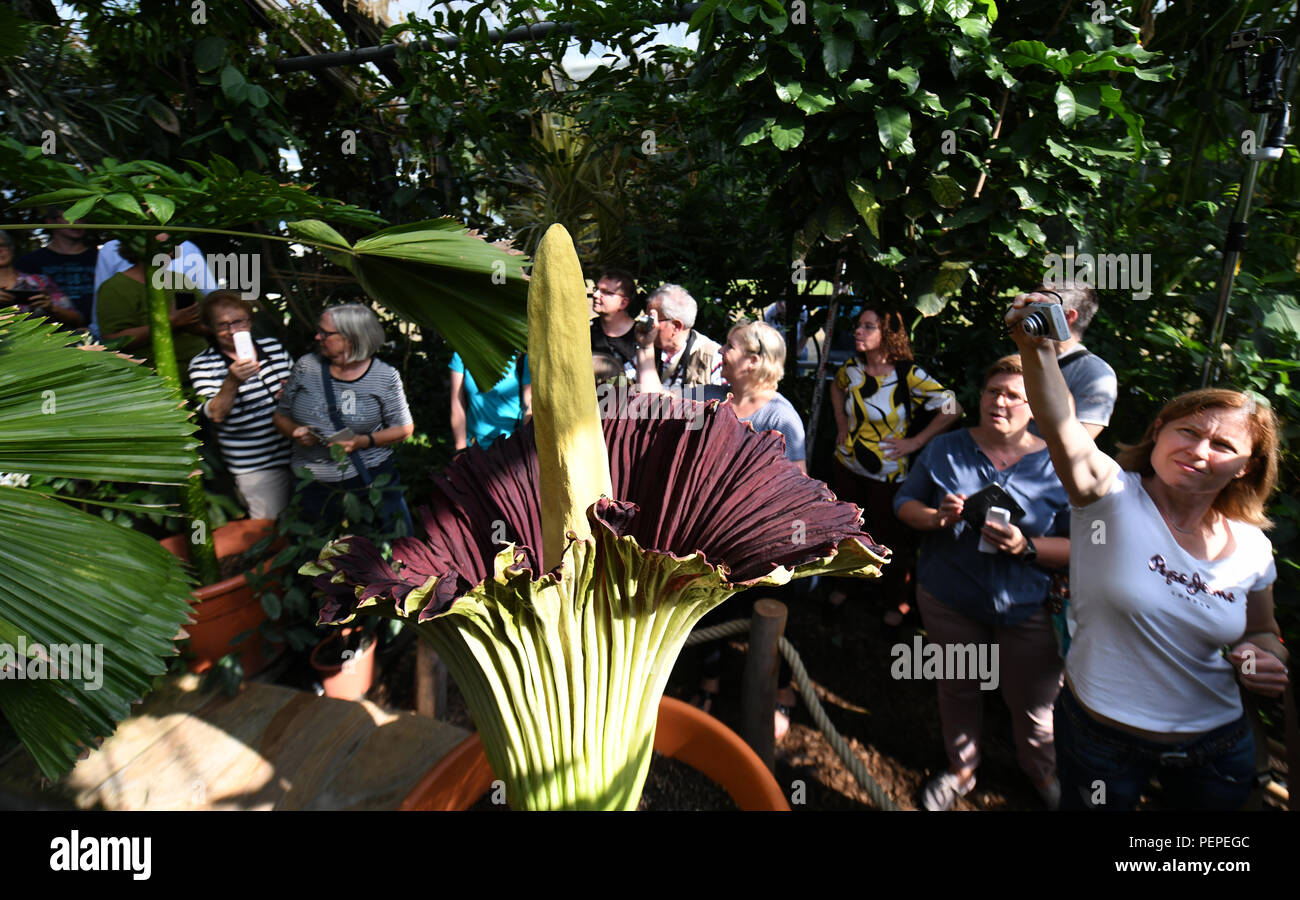 Dortmund, Allemagne. Août 17, 2018. Les visiteurs sont à la racine en titane (Amorphophallus titanum) dans le jardin botanique. Cette plante exotique fleurit pour seulement trois jours, au cours de laquelle il émet une odeur caractéristique. Credit : Ina Fassbender/dpa/Alamy Live News Banque D'Images