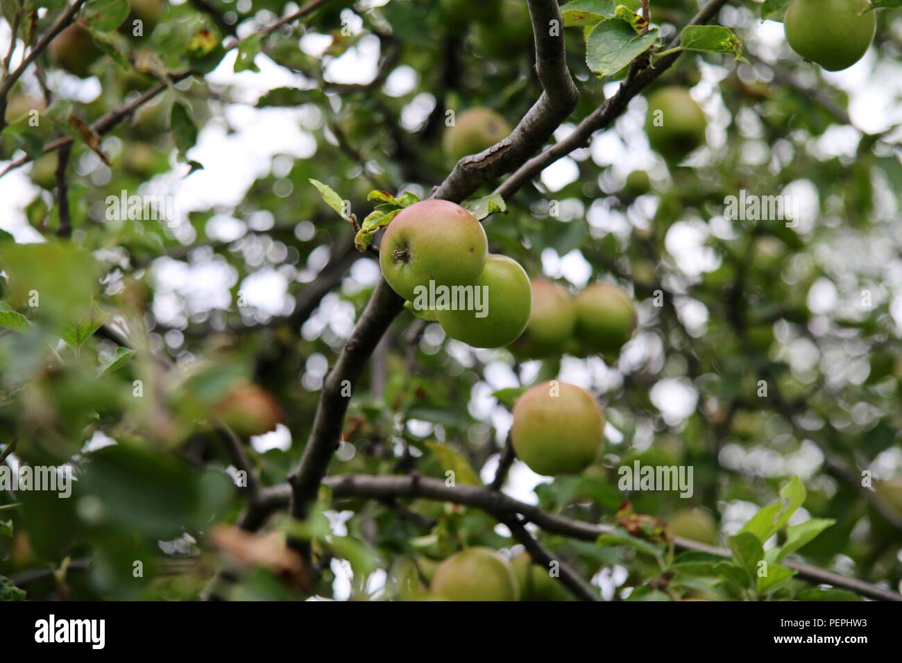 Les pommes vertes qui poussent sur l'arbre Banque D'Images