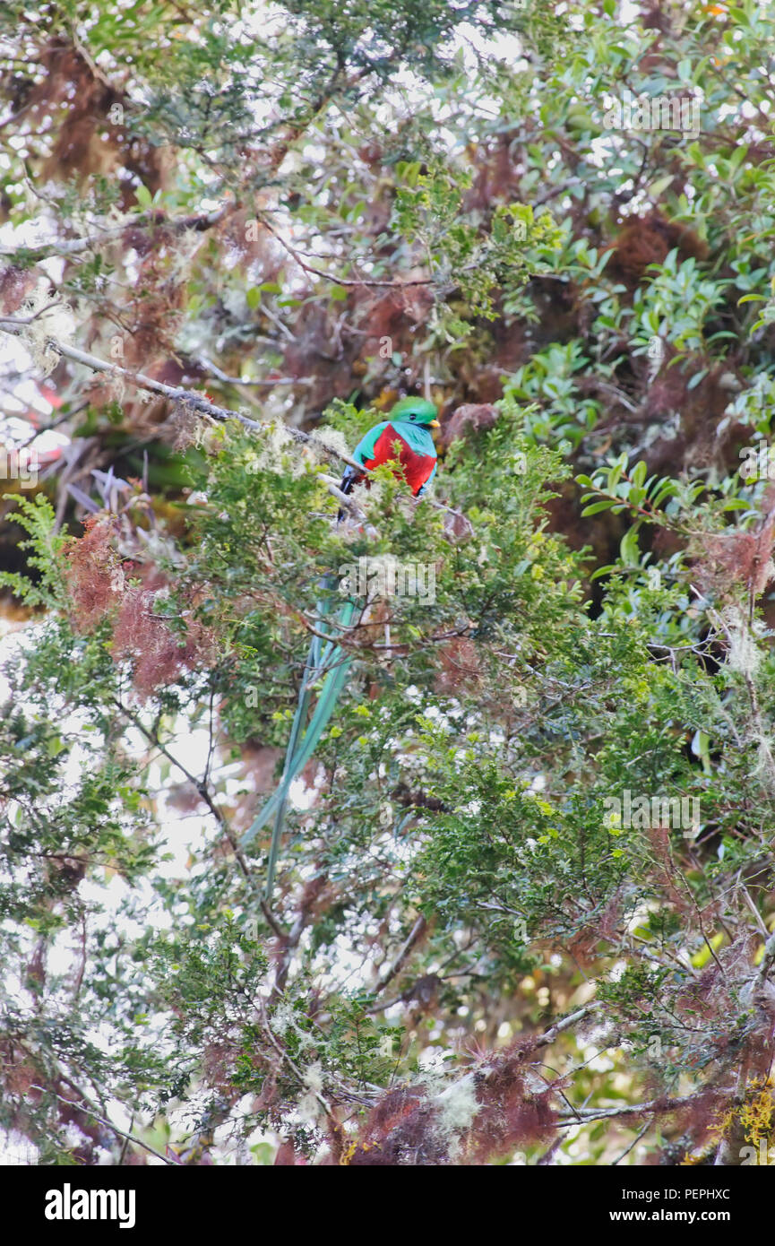Quetzal Bird Green Trogon Photos Quetzal Bird Green Trogon