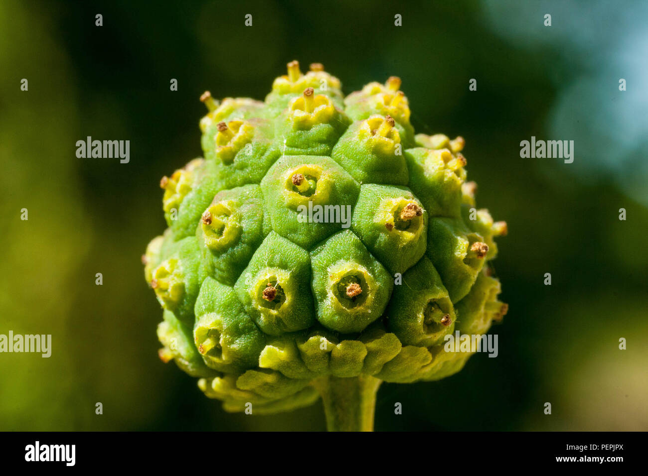 Encore vert fruit cornouiller Banque D'Images