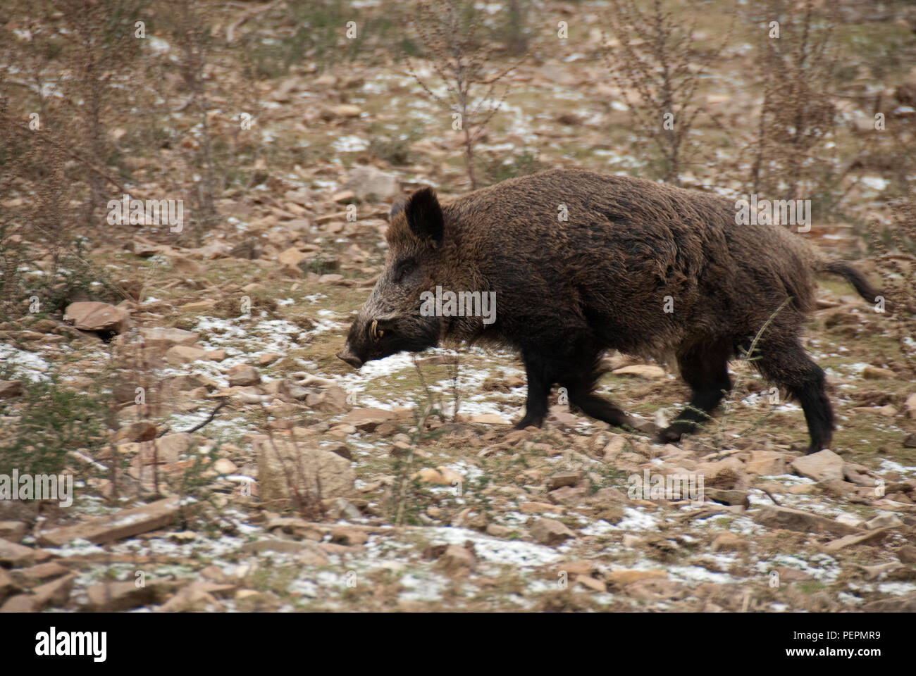 Sanglier, sus scrofa,, Espagne Banque D'Images