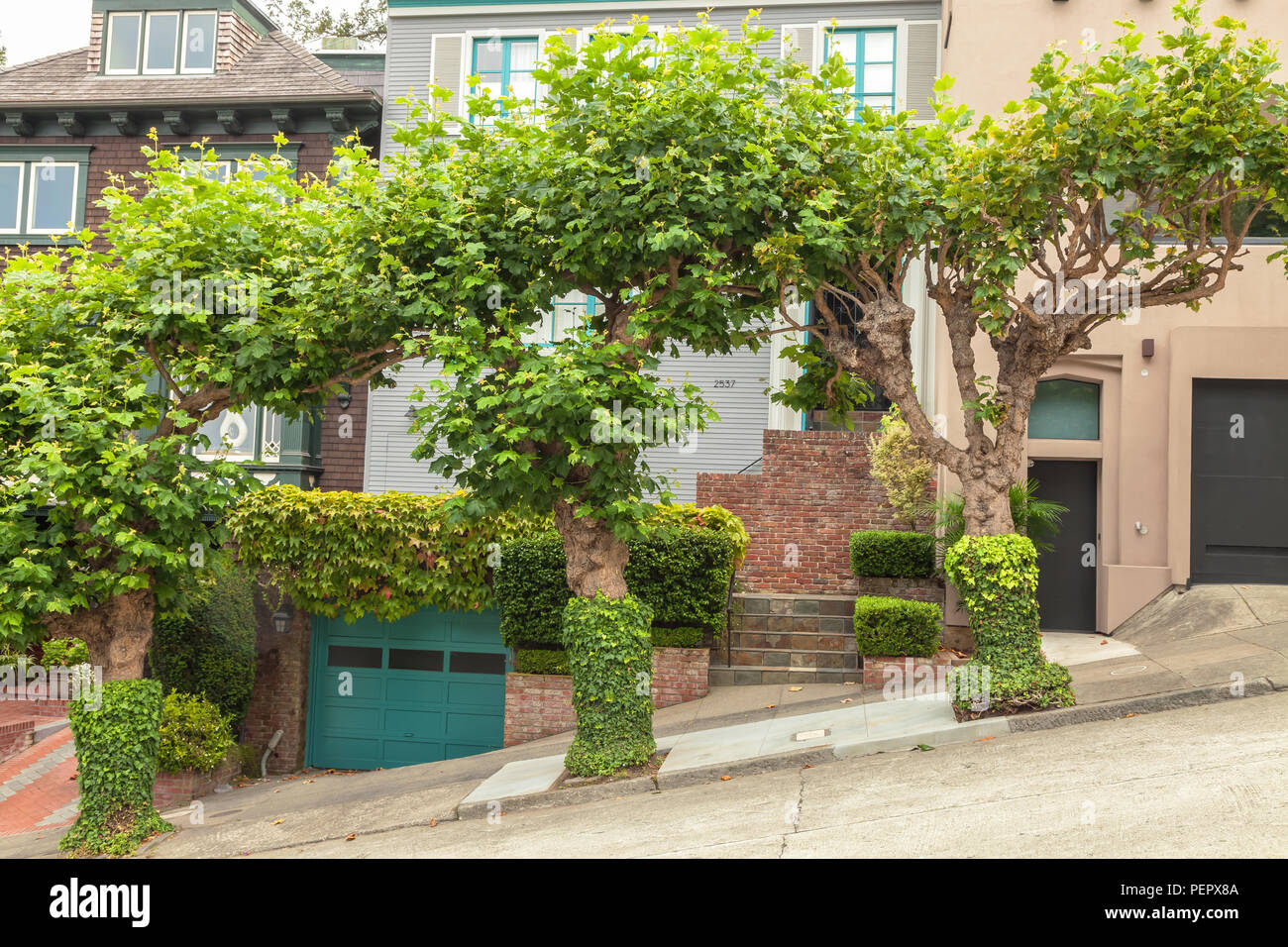 Londres platanes et de l'esthétique à domicile à San Francisco, Californie Banque D'Images