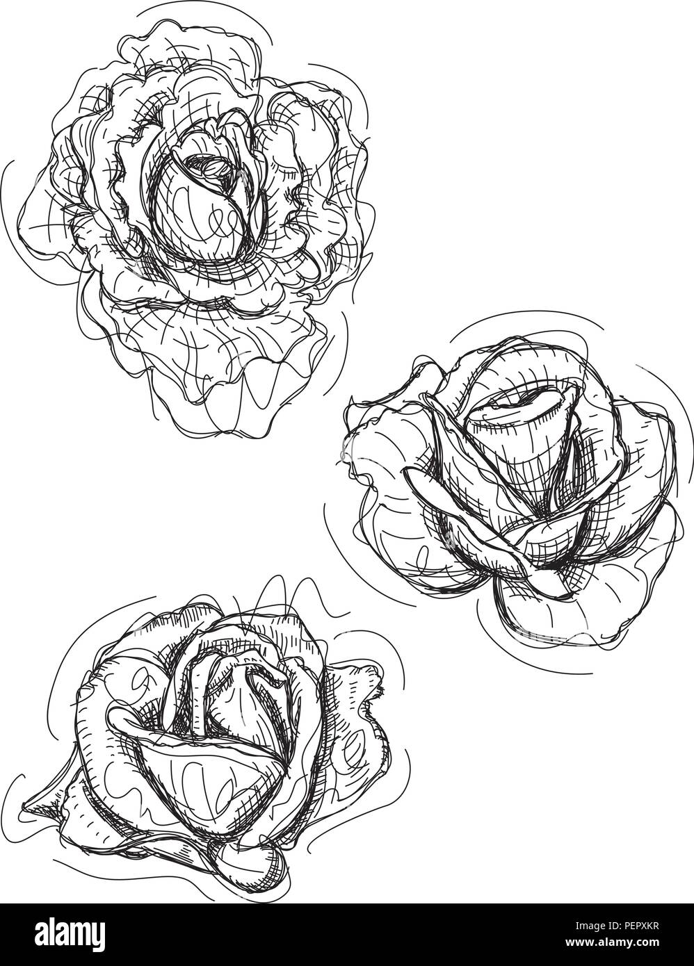 Variations croquis Rose Illustration de Vecteur