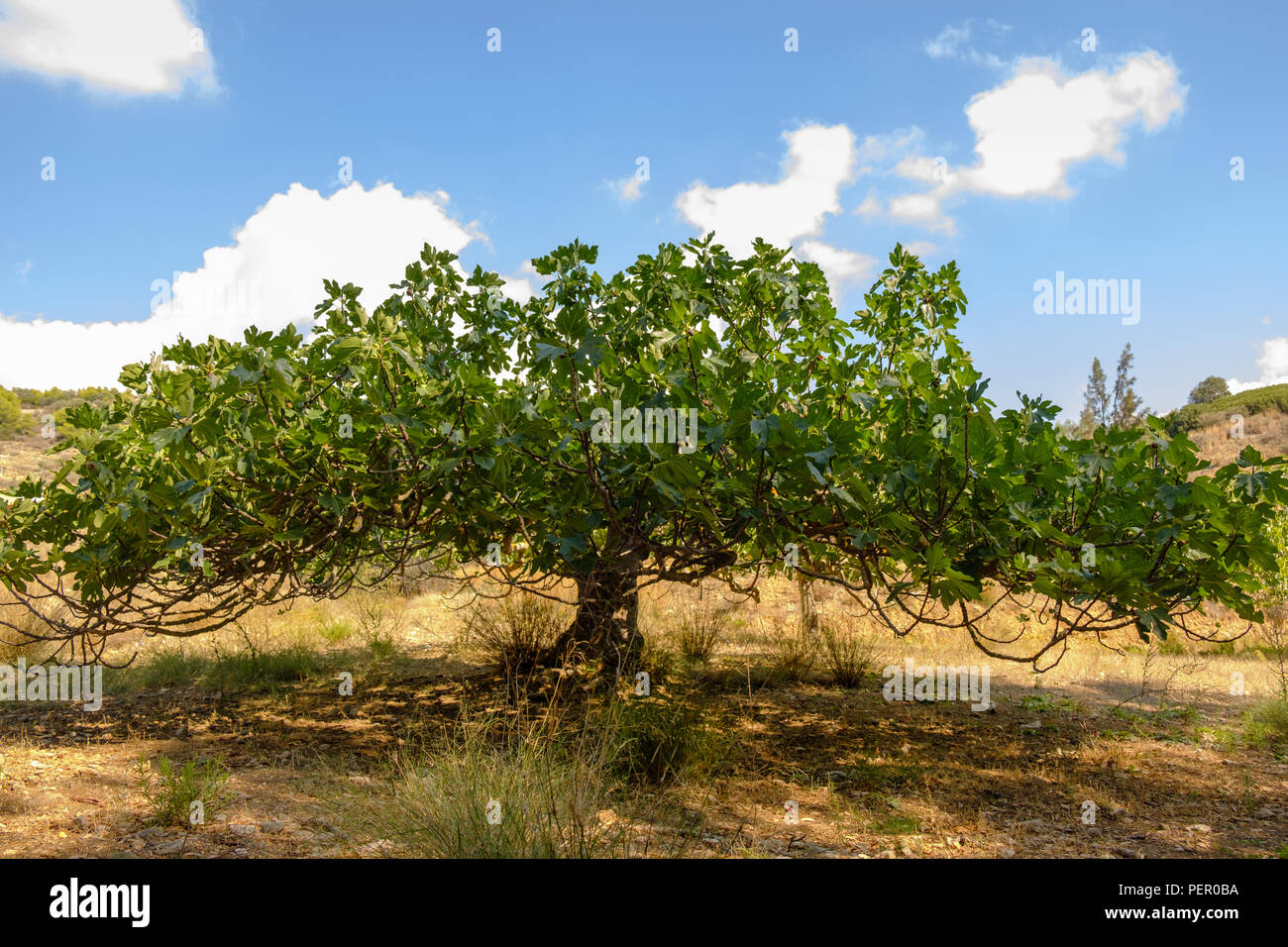 Figuier commun Ficus carica ( ) de la famille de mûrier, florissante à l'été, la chaleur grecque Juillet Saronida, Grèce, Europe. Banque D'Images