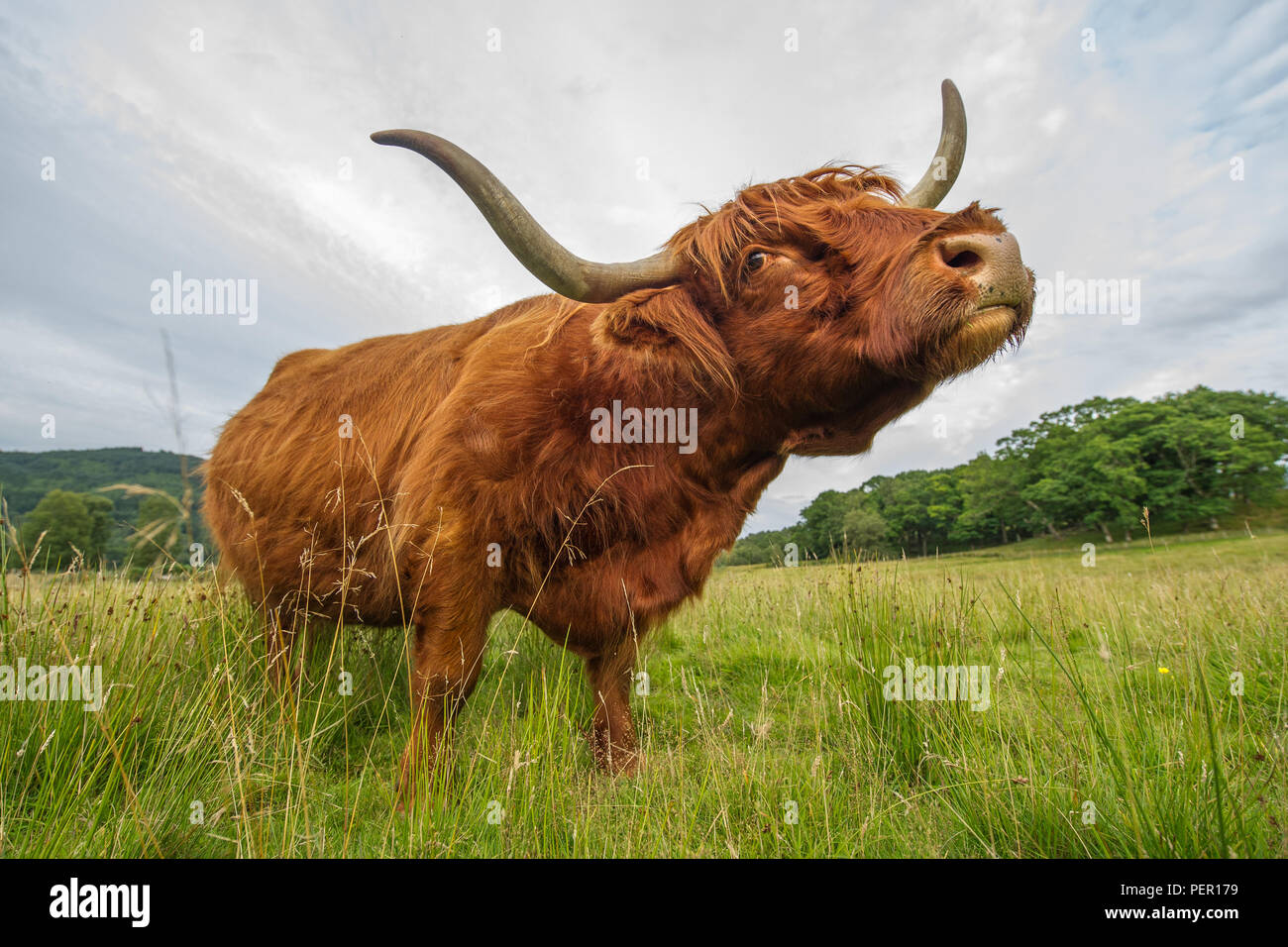 Trossachs, Stirlingshire, Scotland - 11 août 2018. Highland Cow montre à la caméra. Banque D'Images