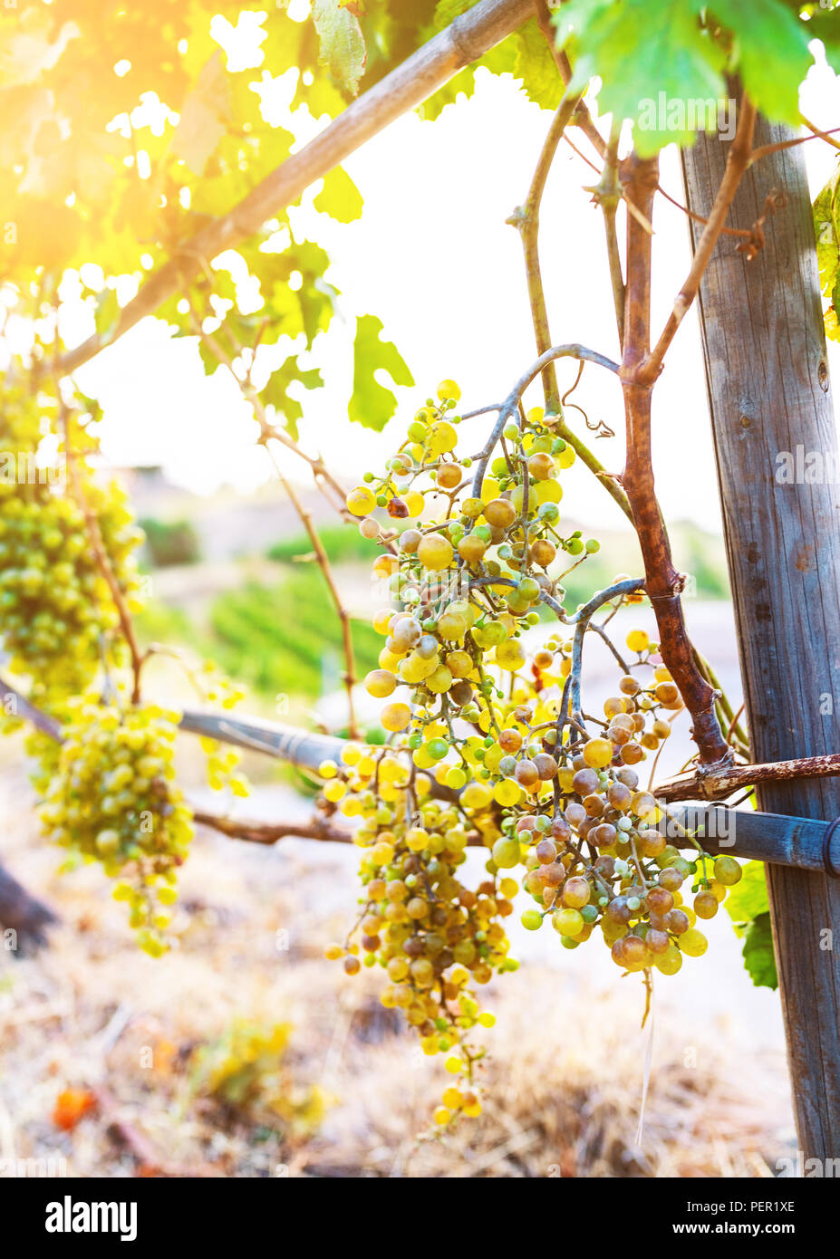 Grappe de raisins sur la vigne dans la lumière du soleil d'or Banque D'Images