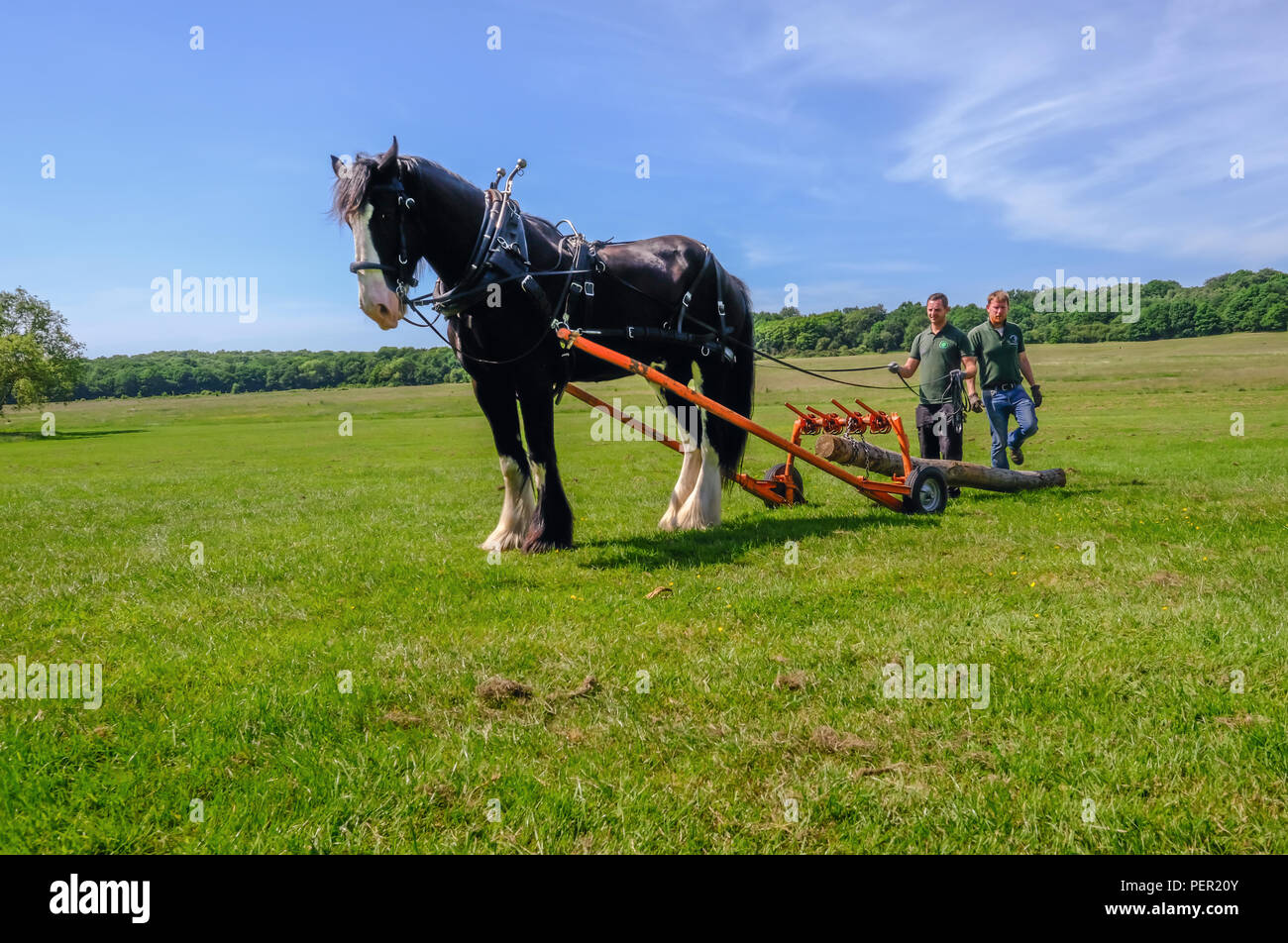 Hainaut Country Park, Essex, UK - 6 juin 2018 : Magnifique Shire Horse logging avec deux hommes qui le guide avec règne. Banque D'Images