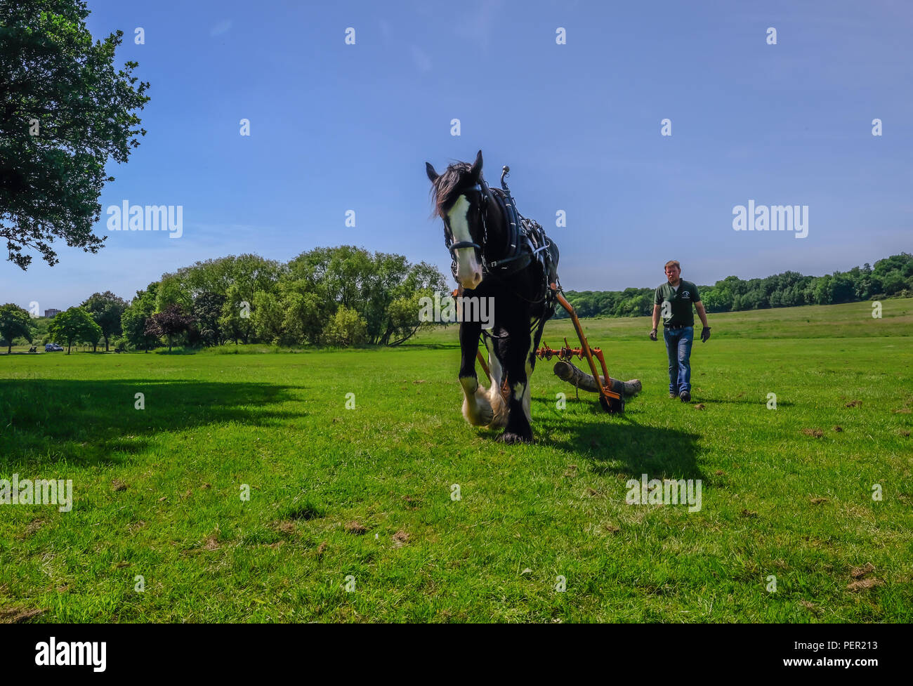 Hainaut Country Park, Essex, UK - 6 juin 2018 : Magnifique Shire Horse logging avec l'homme en le suivant Banque D'Images