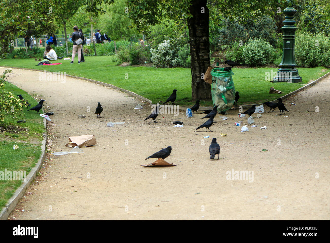 Une photo d'une volée de corbeaux de manger les déchets d'une poubelle et  de faire désordre dans le parc public Photo Stock - Alamy