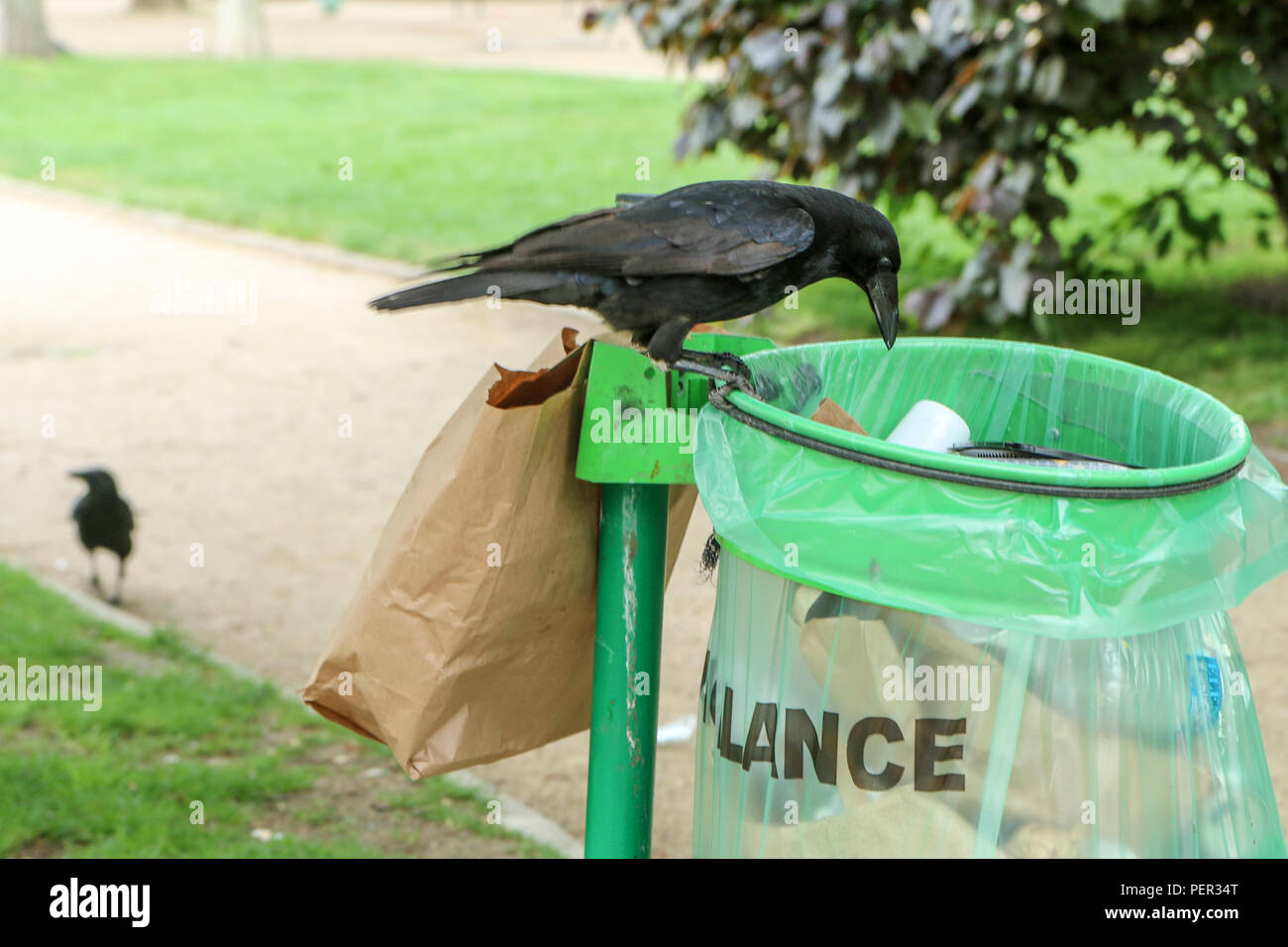 Une photo d'une volée de corbeaux de manger les déchets d'une poubelle et  de faire désordre dans le parc public Photo Stock - Alamy