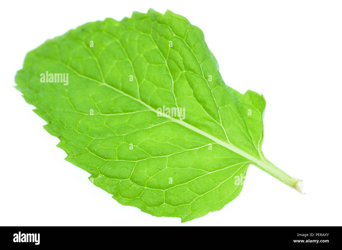 Feuilles de menthe fraîche isolé sur fond blanc Banque D'Images