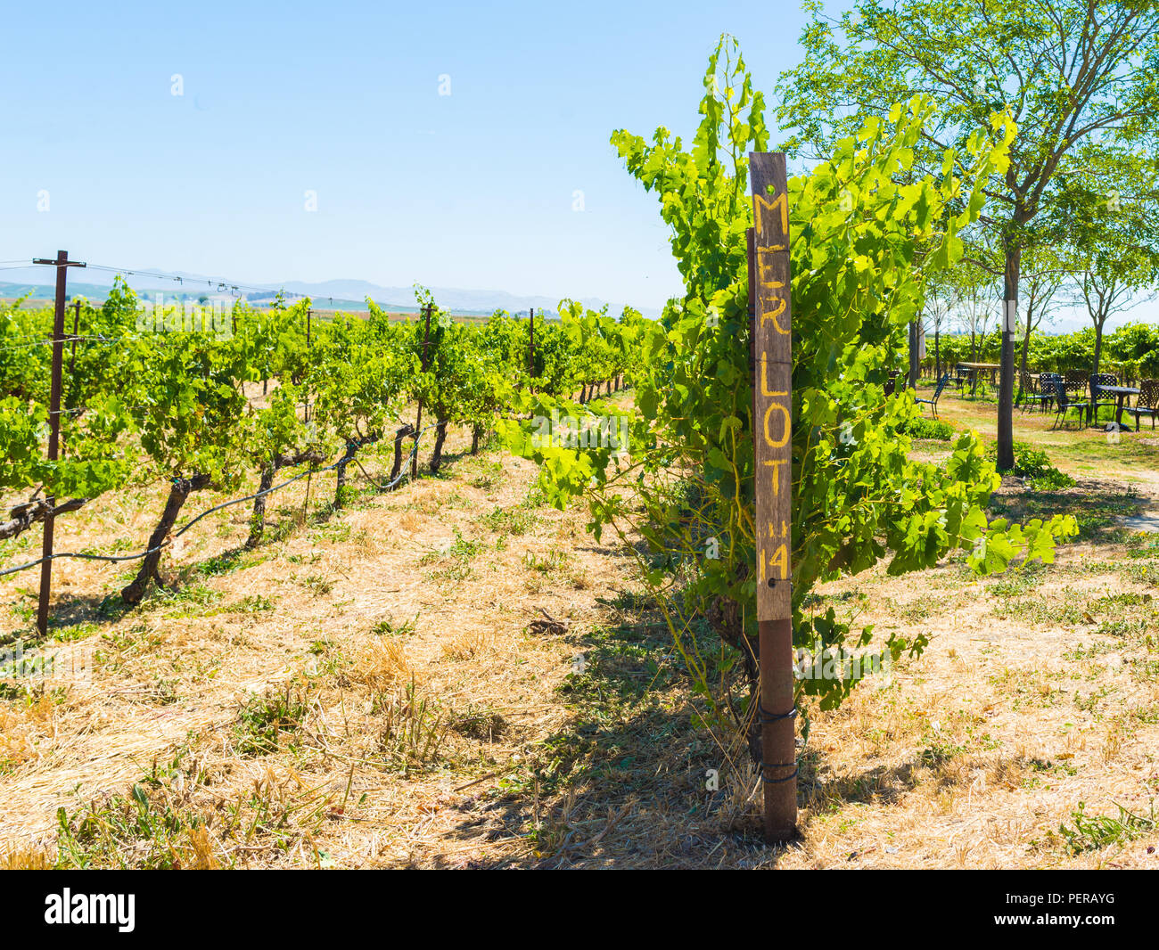 Les raisins de Merlot, vignoble, cave, vin Banque D'Images