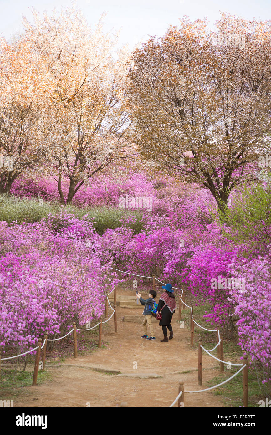 Paysage De Printemps Avec Le Printemps Fleurs Scenic