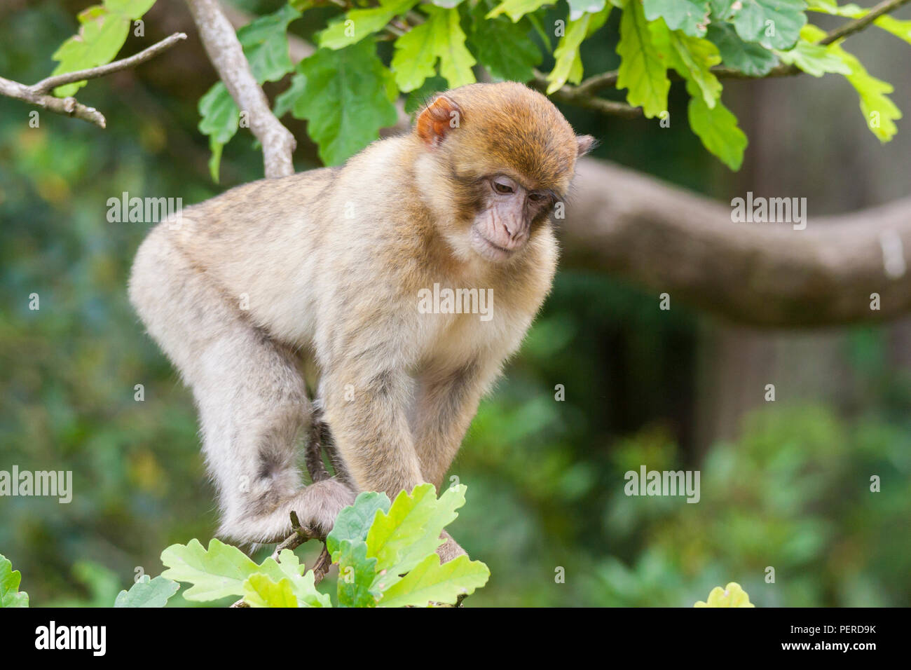 Maxaque barbarie à Trentham Monkey Forest à Stoke on Trent Banque D'Images