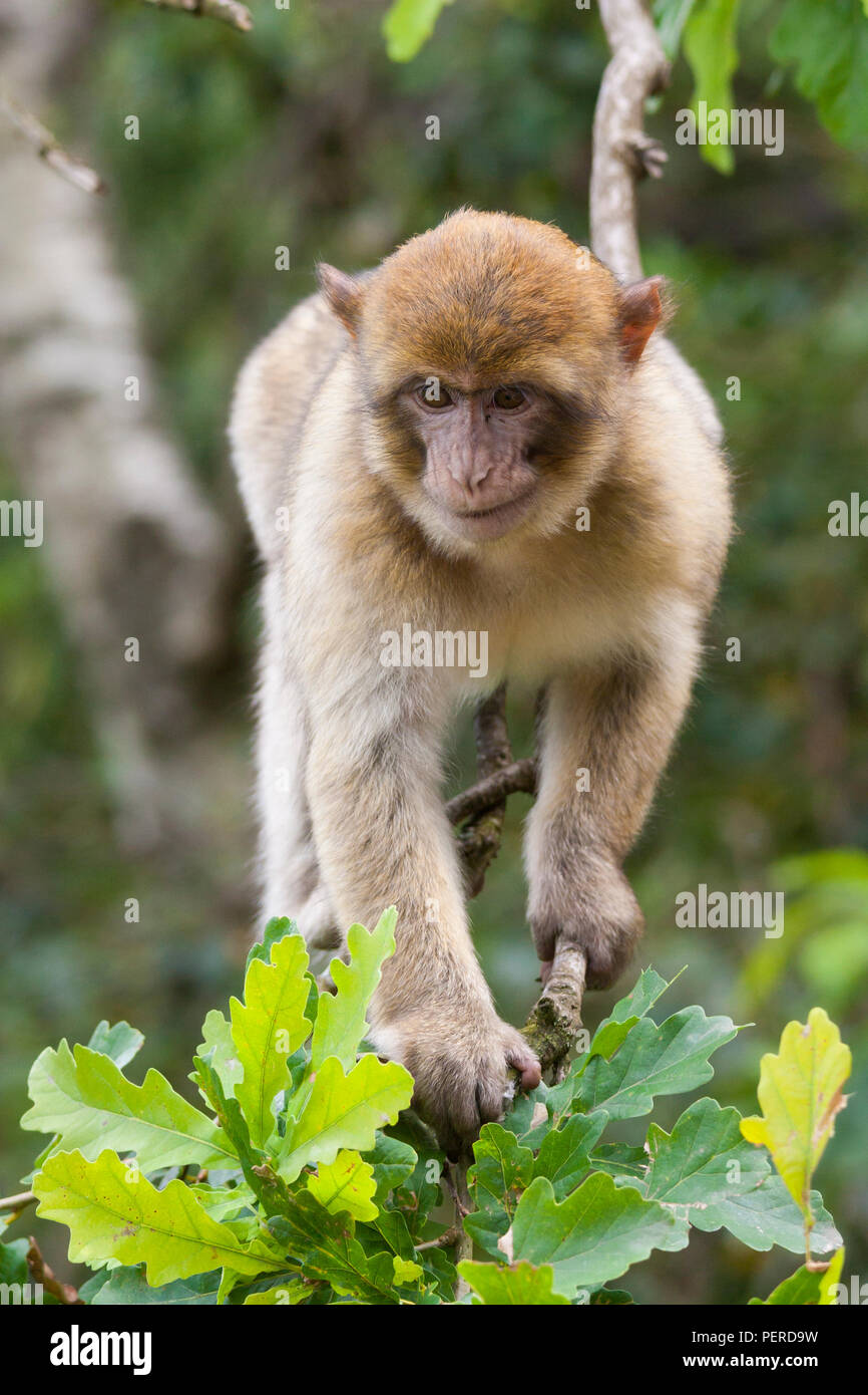 Maxaque barbarie à Trentham Monkey Forest à Stoke on Trent Banque D'Images