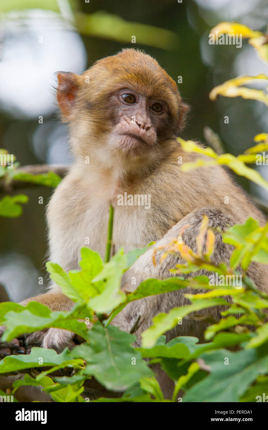 Maxaque barbarie à Trentham Monkey Forest à Stoke on Trent Banque D'Images