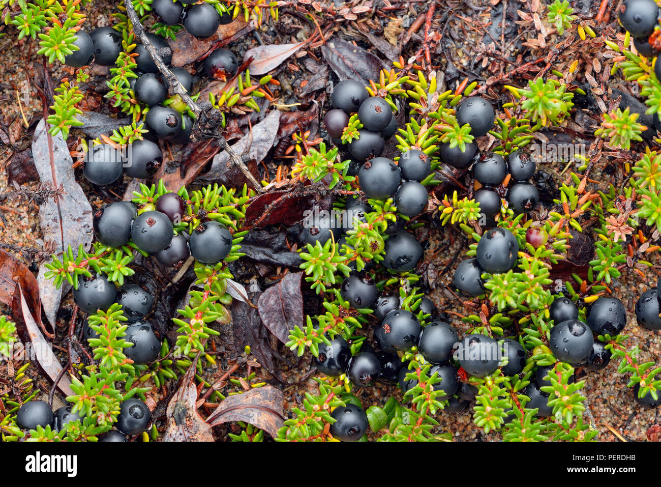 La végétation de la toundra à l'automne près du lac Ennadai- venu Camarine noire (Empetrum nigrum), l'Arctique Haven Lodge, Lake Ennadai, Territoire du Nunavut, Canada Banque D'Images