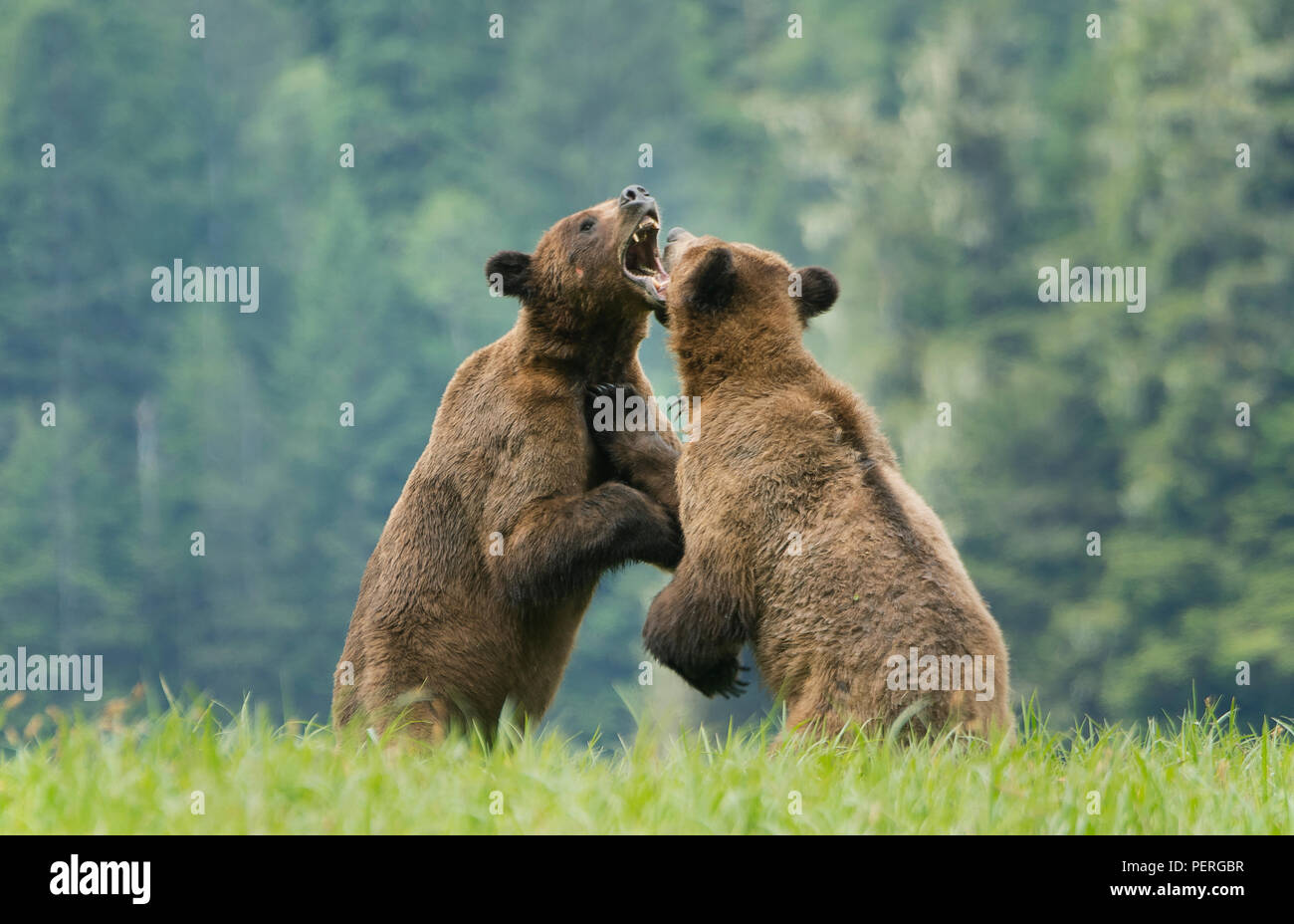 L'ours grizzli (Ursus arctos) Play-combats dans la vallée de Khutzeymateen misty, sanctuaire de l'ours grizzli, la forêt pluviale de Great Bear, en Colombie-Britannique, Canada Banque D'Images