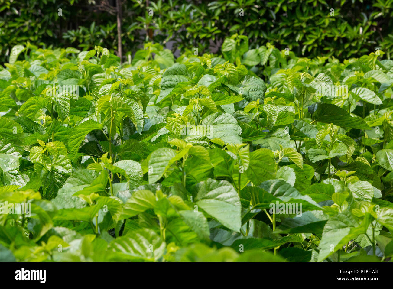 Suzhou, Jiangsu, Chine. Feuilles de mûrier de croître à une usine de soie de Caterpillar de la nourriture. Banque D'Images