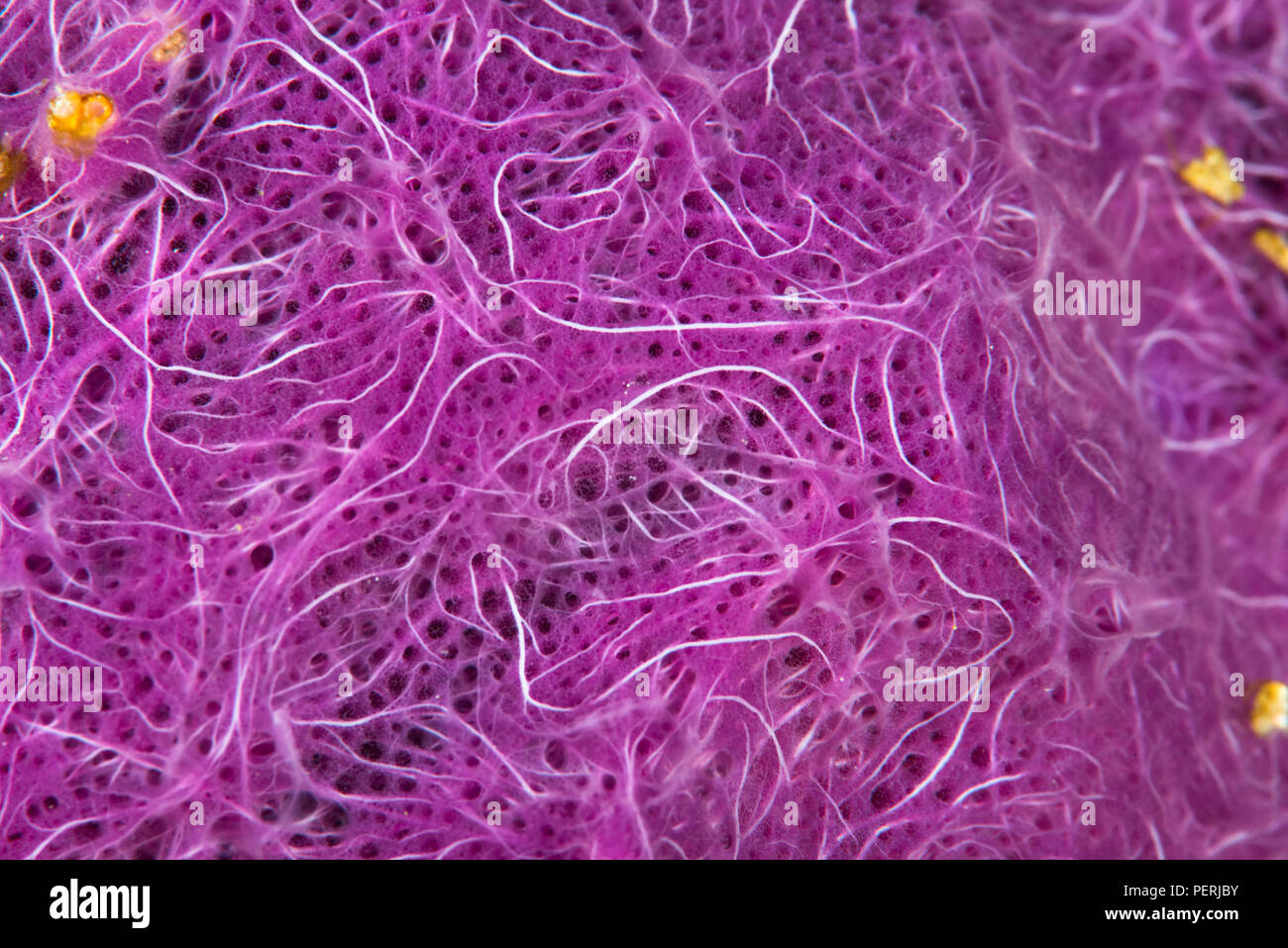 Une macro, résumé photo de la structure et les détails d'un violet vif incrustant une éponge. Raja Ampat, Papouasie occidentale, en Indonésie. Banque D'Images