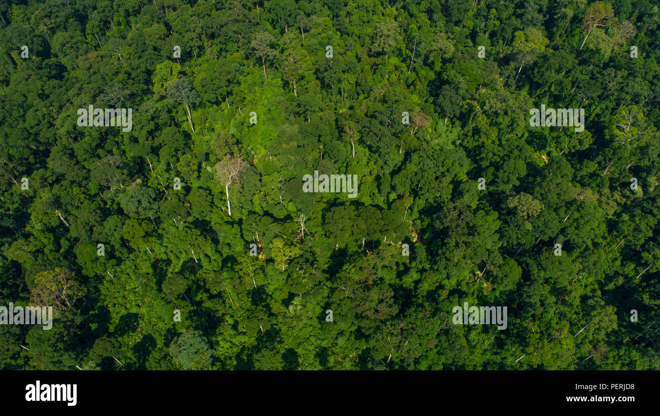 Un drone aérien photo regarder sur le jardin luxuriant et verdoyant de forêt vierge dans Danum Valley rainforest, Sabah, Malaisie (Bornéo) Banque D'Images