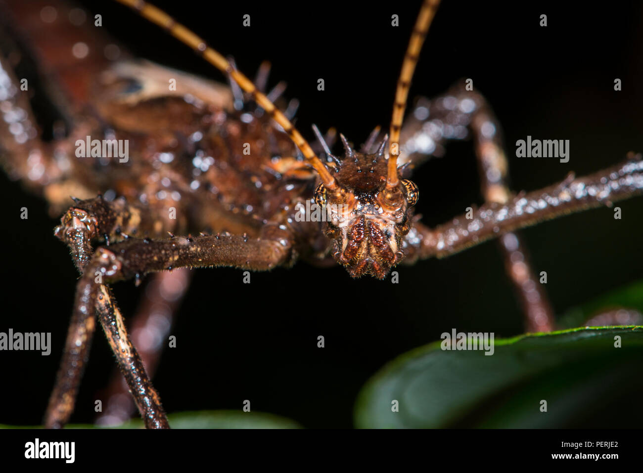 Une photo en gros plan de la tête et des yeux d'un phasme épineux de Sabah. Danum Valley rainforest, Sabah, Malaisie (Bornéo) Banque D'Images