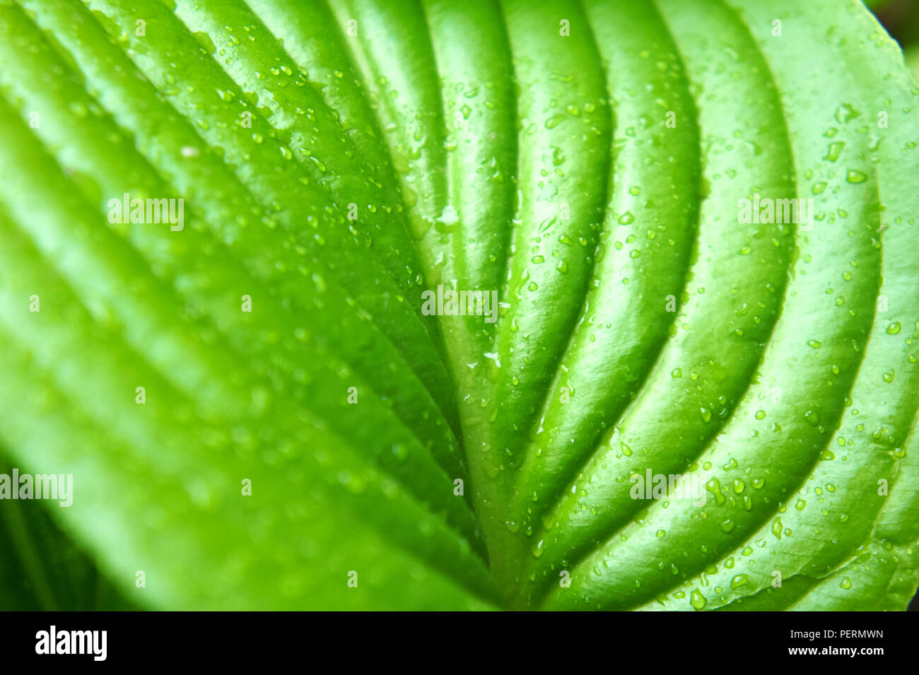 Feuilles vertes tropicales après pluie d'été, grandes feuilles vertes avec des nervures Banque D'Images