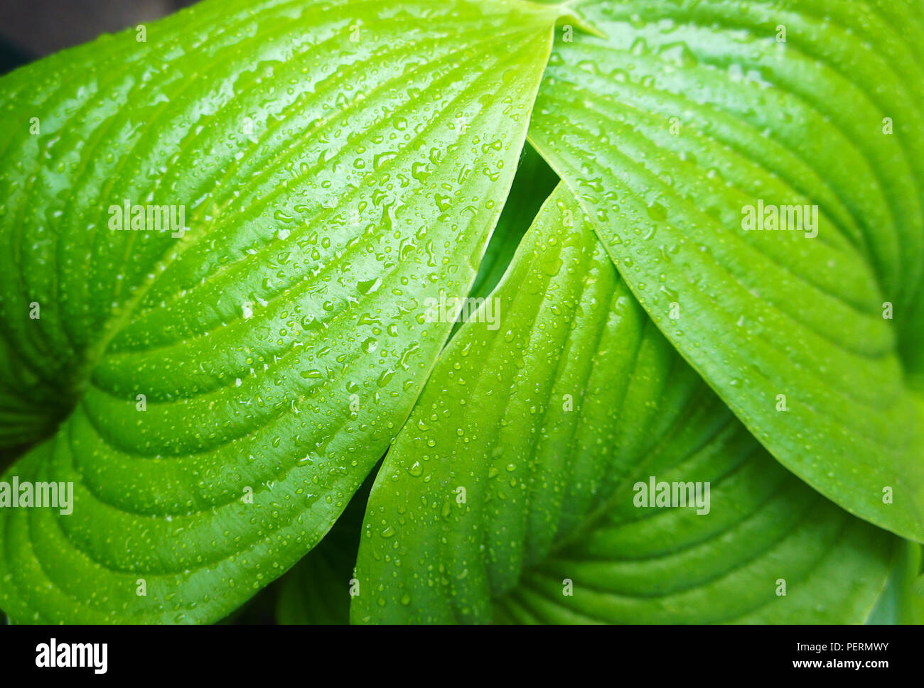 Feuilles vertes tropicales après pluie d'été, grandes feuilles vertes avec des nervures Banque D'Images