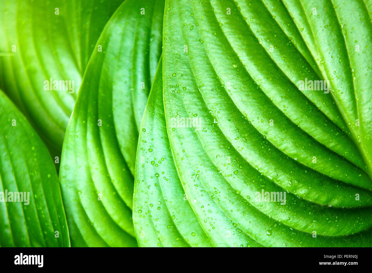 Feuilles vertes après pluie d'été, grandes feuilles vertes tropicales avec des veines Banque D'Images