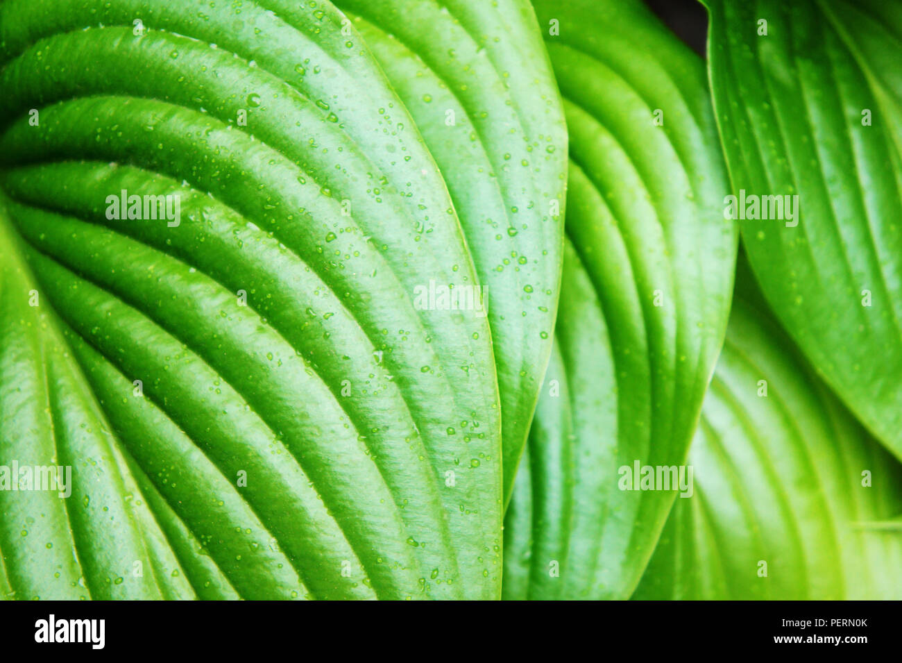 Feuilles vertes après pluie d'été, grandes feuilles vertes tropicales avec des veines Banque D'Images