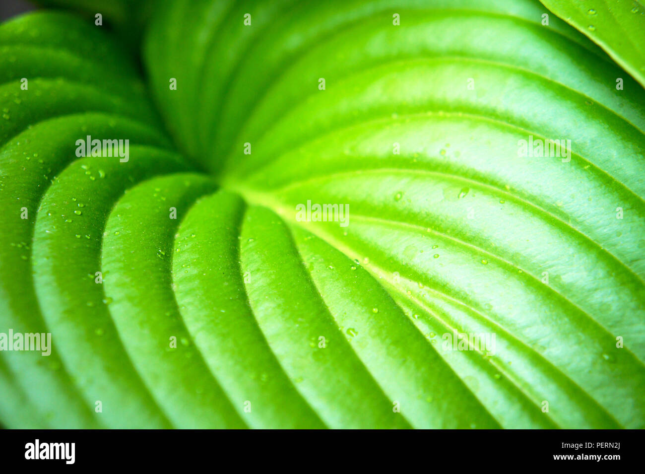 Une grande feuille vert tropical close-up après une pluie d'été,feuille ondulée de texture, gouttes sur une feuille, Banque D'Images