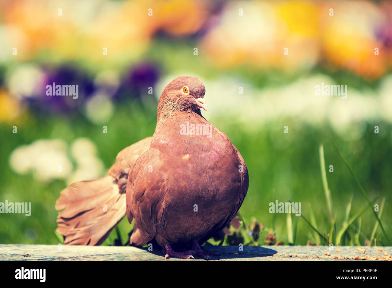 Mail dove assis à l'extérieur dans le jardin en été Banque D'Images