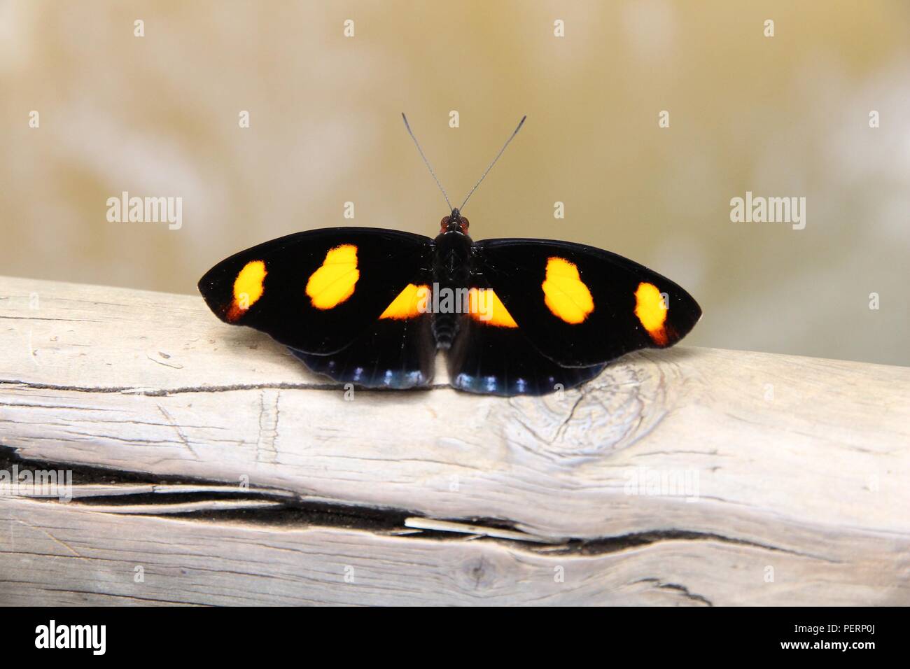 Les espèces de papillons en Amérique du Sud - Catonephele numilia (connu sous le nom de blue-frosted Catone, Grecian Shoemaker, ou feu Catone). Banque D'Images