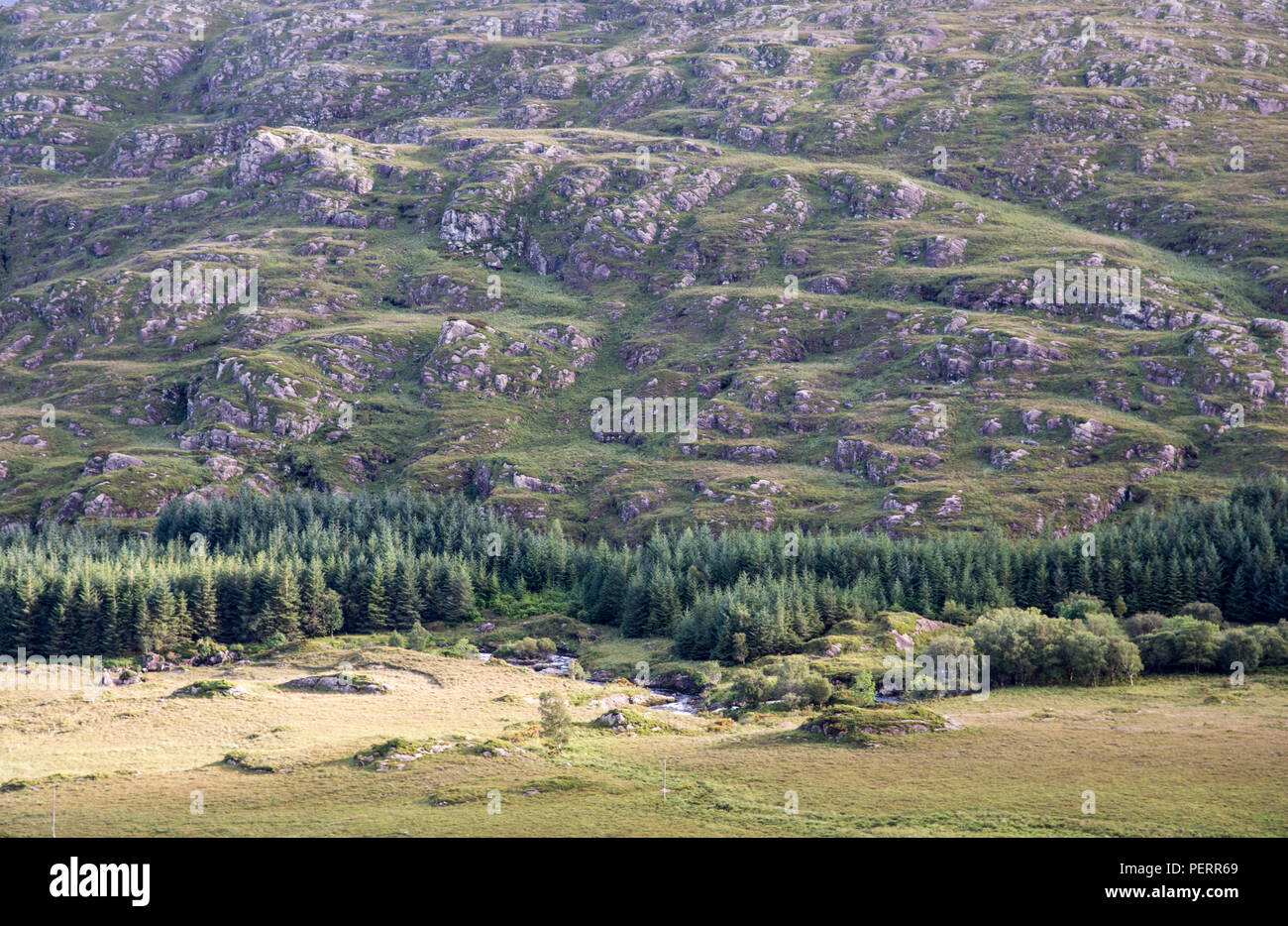 En plantation forestière de la vallée de la vallée noire, niché sous les Macgillycuddy Reeks montagnes du comté de Kerry en Irlande. Banque D'Images