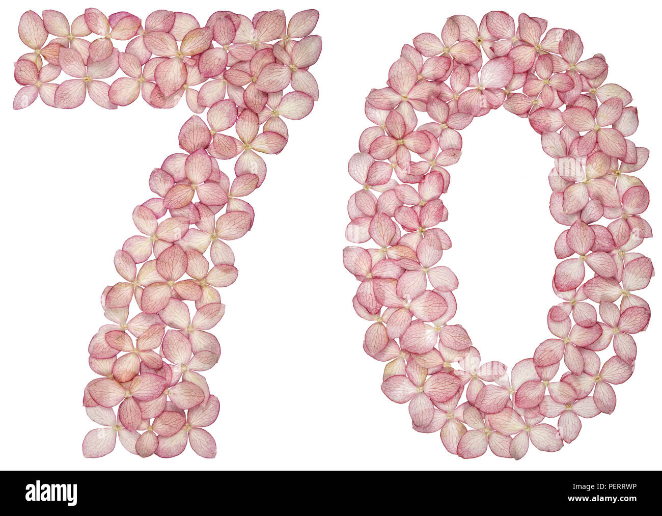 Chiffre arabe 70, soixante-dix, à partir de fleurs d'hortensia, isolé sur fond blanc Banque D'Images