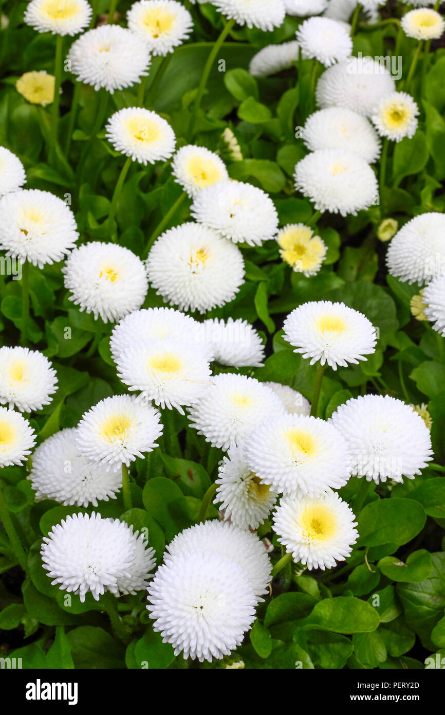 Close up de bellis floraison fleurs dans un parterre de fleurs Banque D'Images