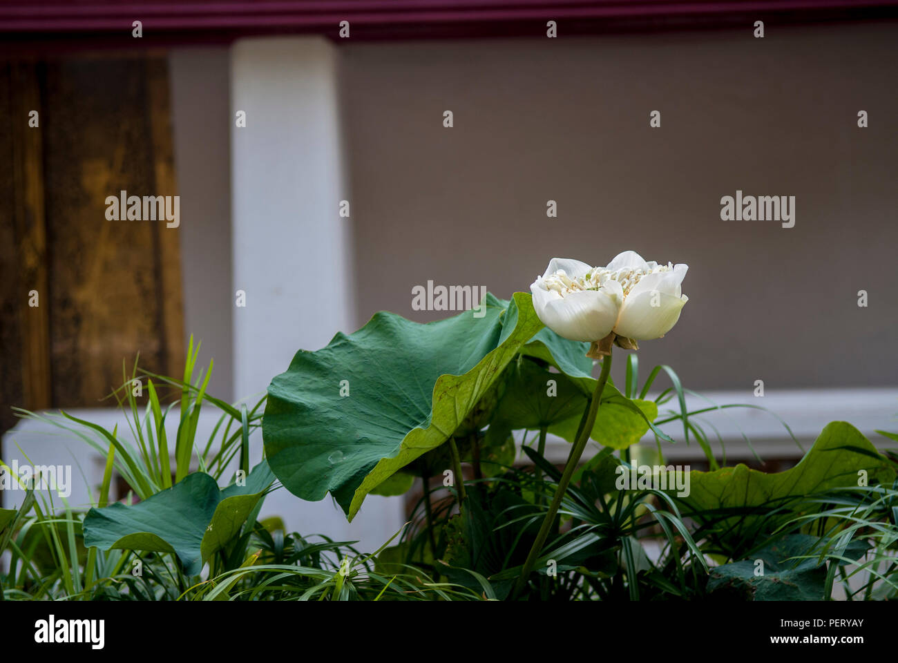 Lotus Flower Nelumbo Thailand Photos Lotus Flower Nelumbo