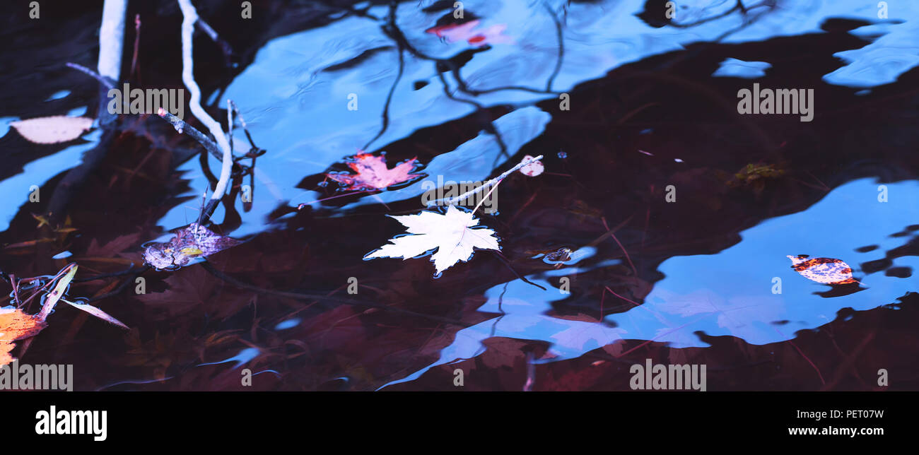 Feuilles d'érable jaune et blanc dans l'eau du fleuve pendant la saison d'automne. Jour de pluie d'automne arrière-plan. Maple leaf impressionnante et ciel bleu reflété Banque D'Images