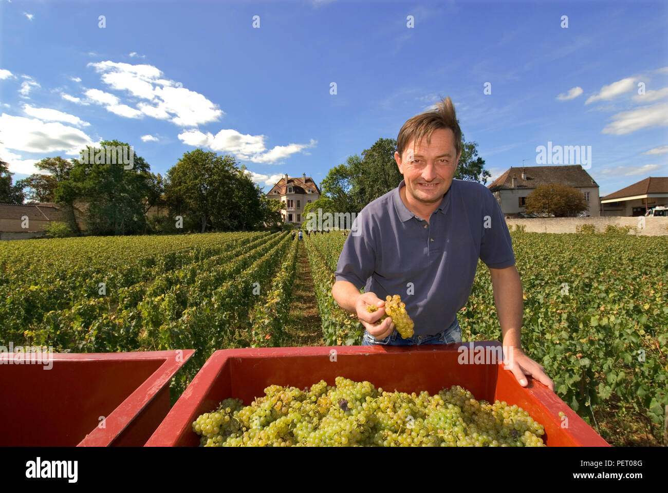 Dominique Lafon travaillant à la récolte dans le Clos de la barre du vignoble Domaine des Comtes Lafon, Meursault, Côte d'Or, France. (Cote de Beaune) Banque D'Images