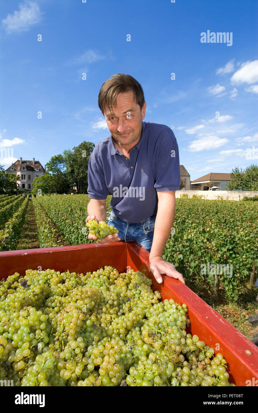 Dominique Lafon l'évaluation de la récolte dans les clos de la Barré de vignoble Domaine des Comtes Lafon, Meursault, Côte d'Or, France. (Cote de Beaune) Banque D'Images