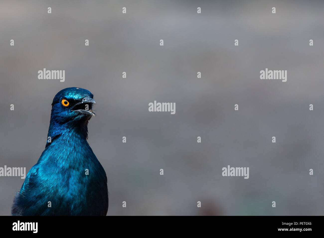 Cape moirée glossy Starling oiseaux tête portrait avec l'espace de texte Banque D'Images