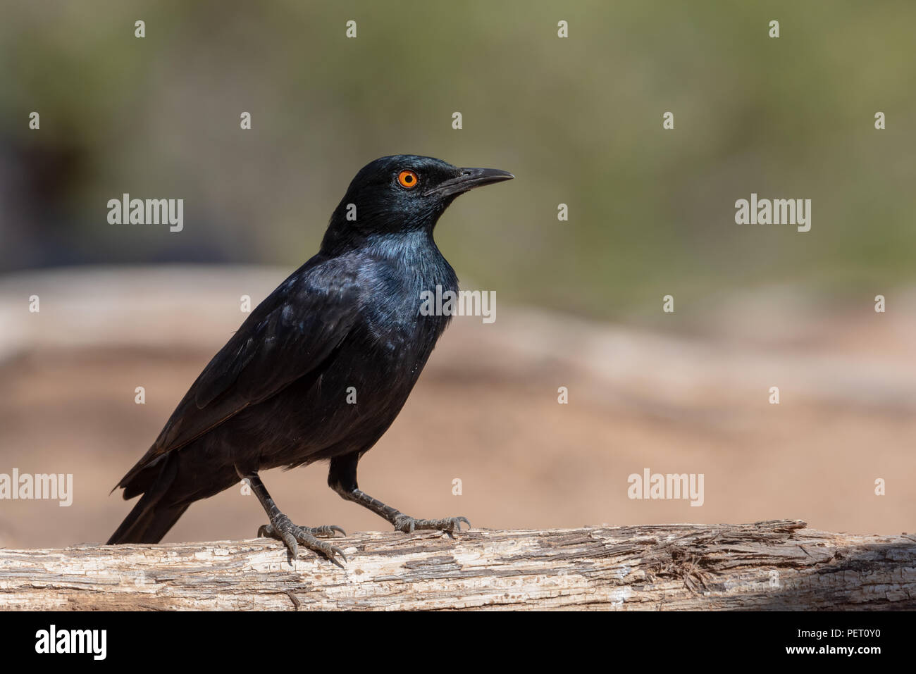 Cape noire glossy starling en plein soleil sur un fond de bois, Banque D'Images