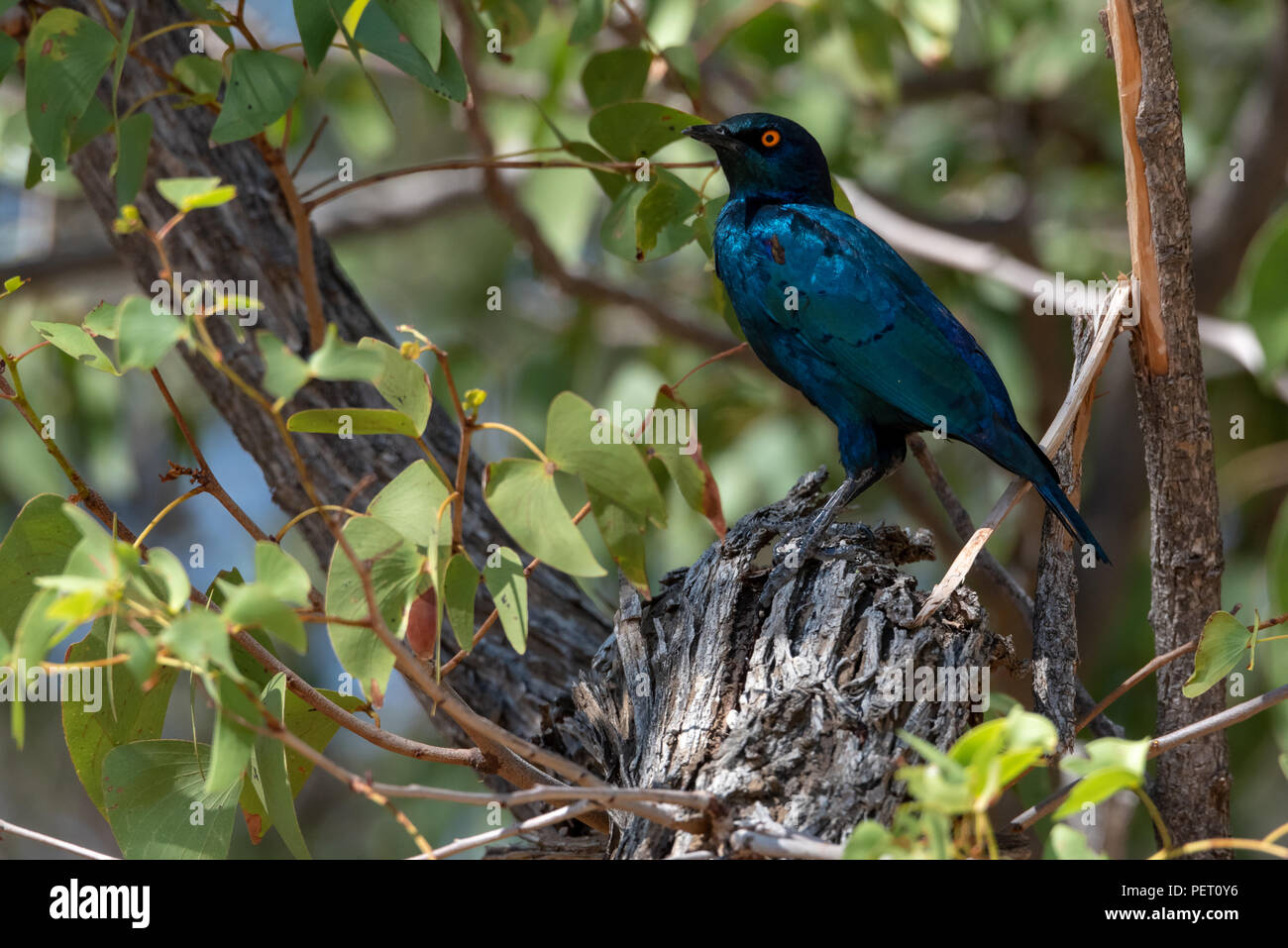 Cap bleu chatoyant de couleurs vives chez les feuilles vert brillant starling dans un arbre Banque D'Images