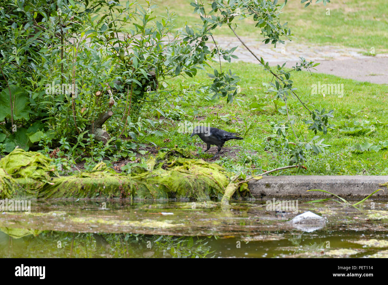 Raven à sometbhing pour manger à bord d'un ruisseau. Banque D'Images