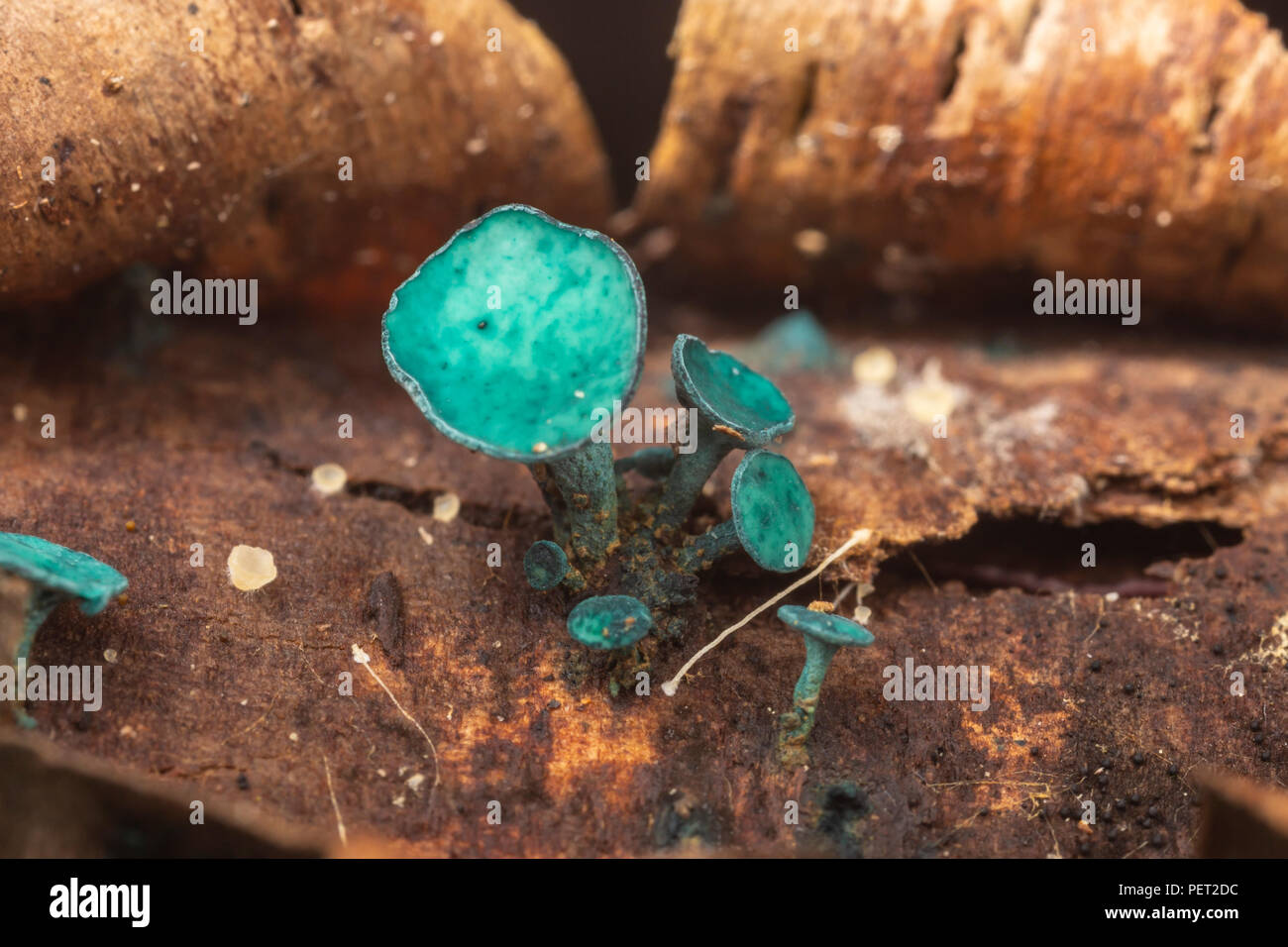 L'Elfcup Chlorociboria aeruginascens (vert) champignon poussant sur une branche d'arbre en décomposition. Banque D'Images