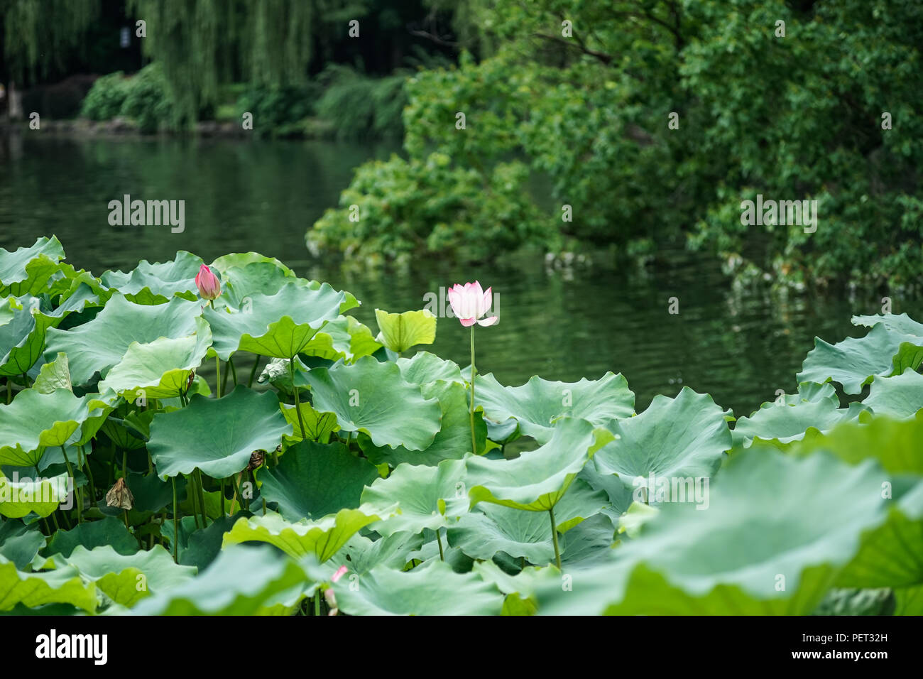Belles fleurs de lotus et feuilles de lotus dans l'étang Banque D'Images Belles fleurs de lotus et feuilles de lotus dans l'étang Banque D'Images