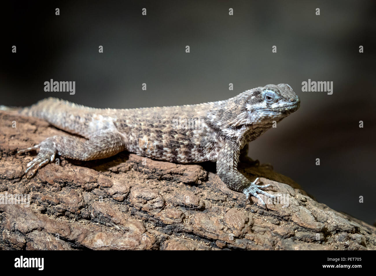 Les lézards épineux bleu reposant sur la branche, Sceloporus cyanogenys Banque D'Images