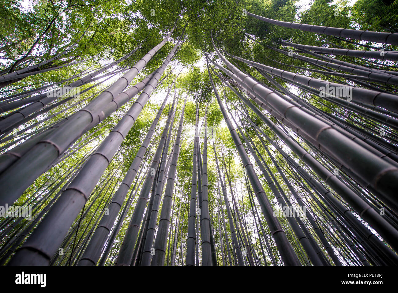 Forêt de bambous d'Arashiyama à Kyoto, Banque D'Images