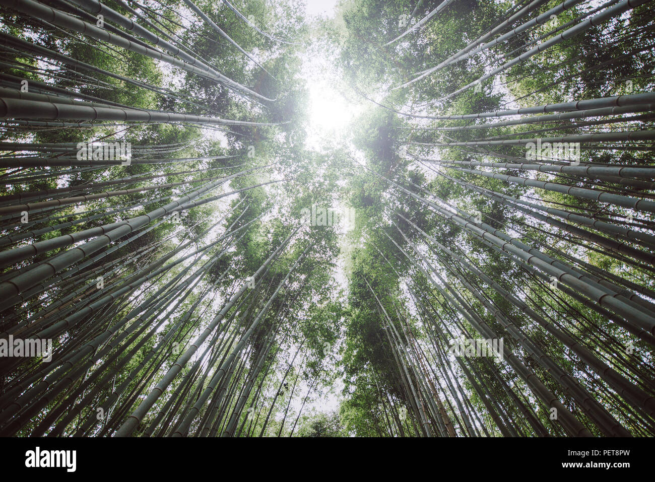 Forêt de bambous d'Arashiyama à Kyoto, Banque D'Images