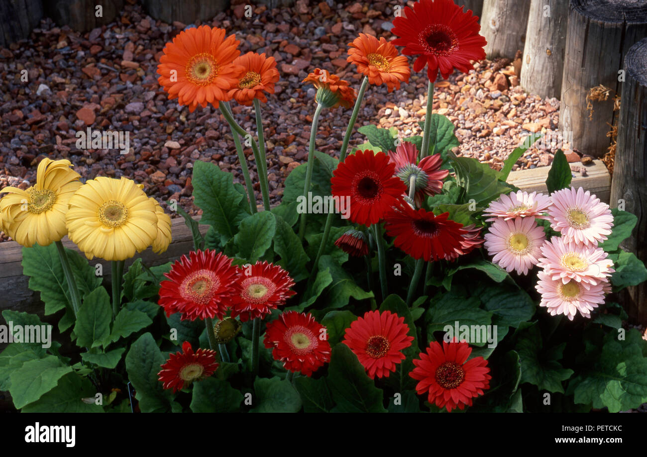 La floraison jaune, orange, rouge et rose des Gerberas (''Hummingbird Series') en pleine croissance. Banque D'Images